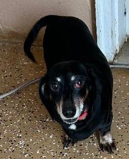 L.A. NEW ARRIVAL, ADOPTABLE, Young Male Dachshund.