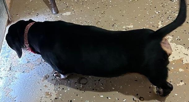 L.A. NEW ARRIVAL, a ADOPTABLE Dachshund in Georgetown, KY image 3/5