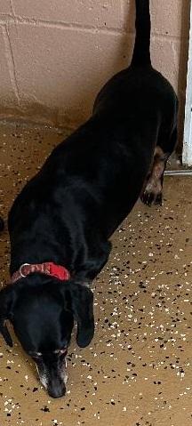 L.A. NEW ARRIVAL, a ADOPTABLE Dachshund in Georgetown, KY image 5/5