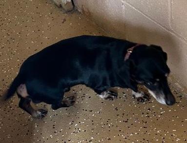 L.A. NEW ARRIVAL, a ADOPTABLE Dachshund in Georgetown, KY image 4/5