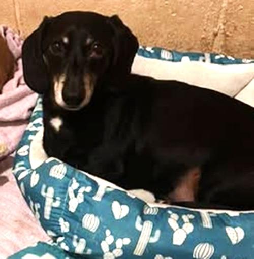 L.A. NEW ARRIVAL, ADOPTABLE, Young Male Dachshund.