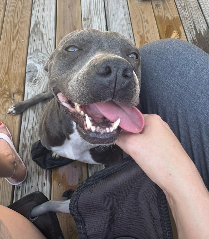 Lollipop 💜🤍, Adoptable, Young Female Pit Bull Terrier.