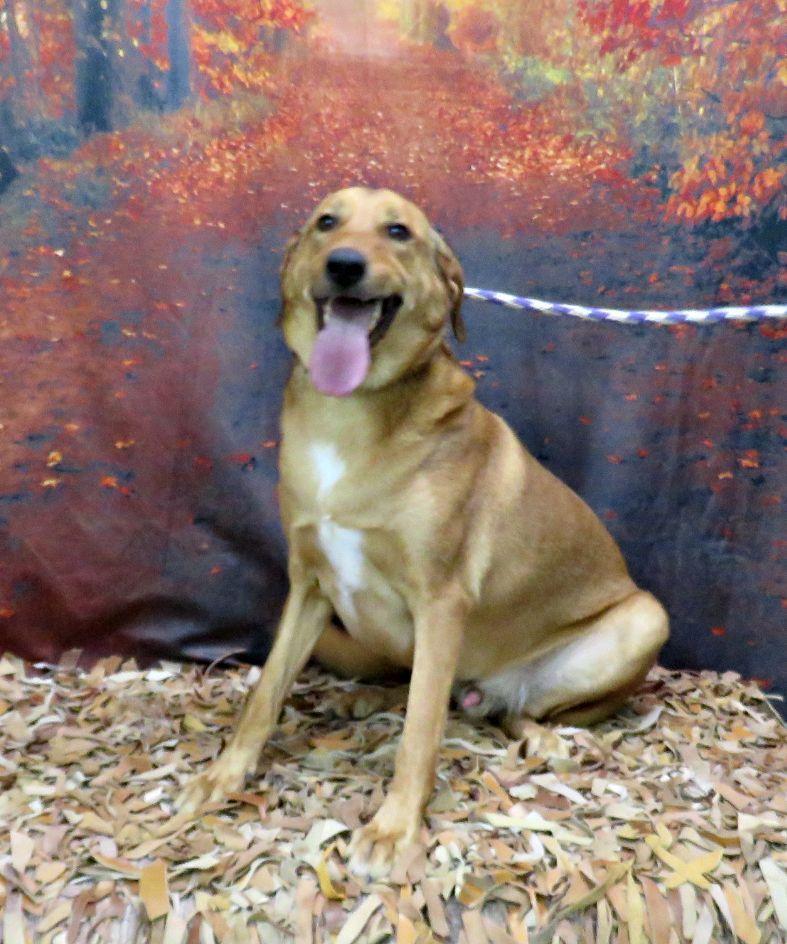Enlarge Judge, a Adoptable mixed breed in Lexington, VA image 4/4