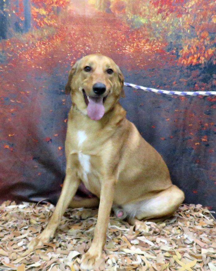 Enlarge Judge, a Adoptable mixed breed in Lexington, VA image 3/4