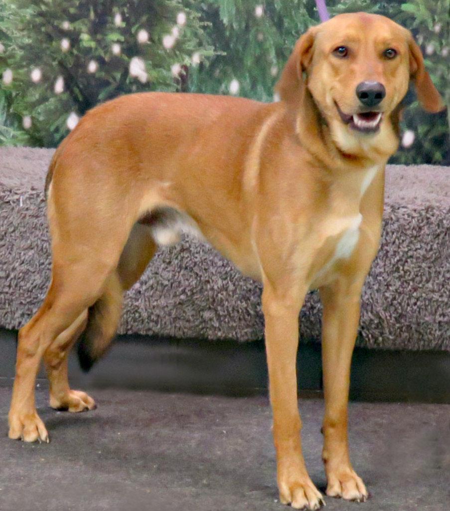 Enlarge Judge, a ADOPTABLE mixed breed in Lexington, VA image 2/3