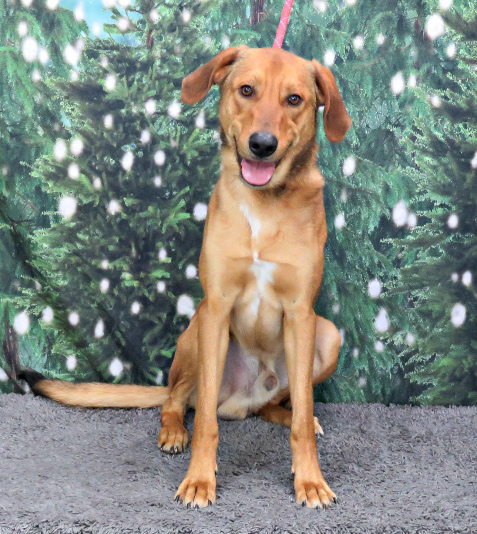 Judge, ADOPTABLE, Adult Male Labrador Retriever & Hound.