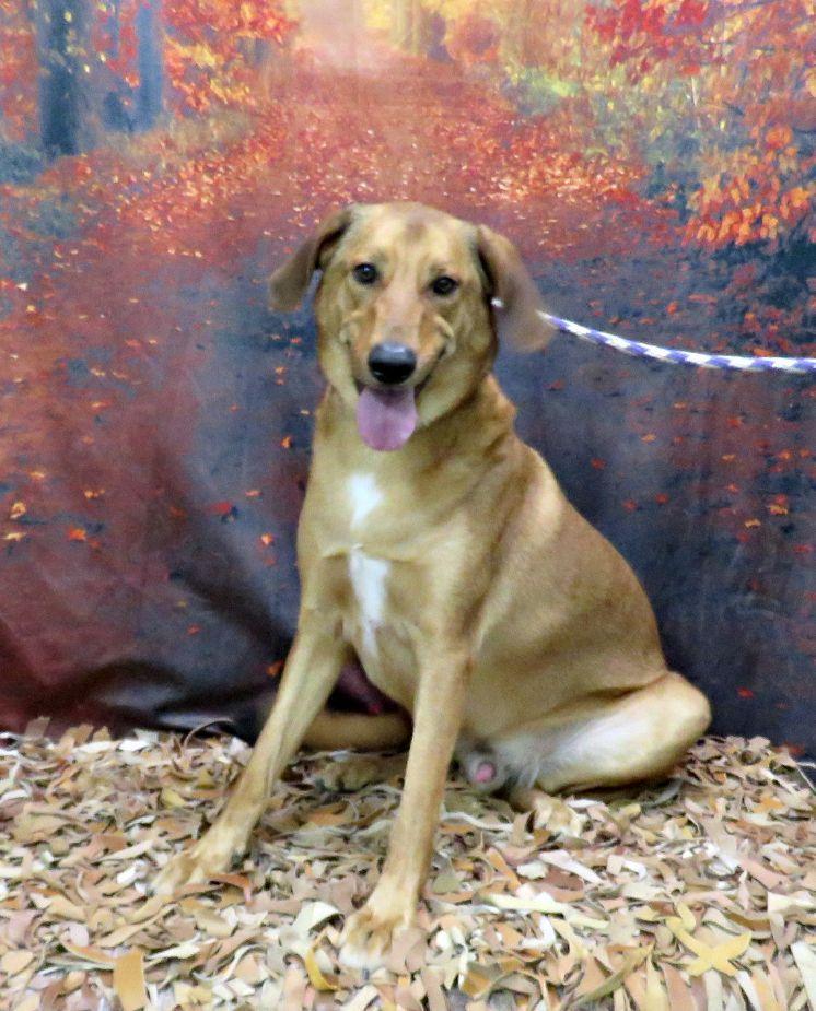 Judge, Adoptable, Adult Male Labrador Retriever & Hound.