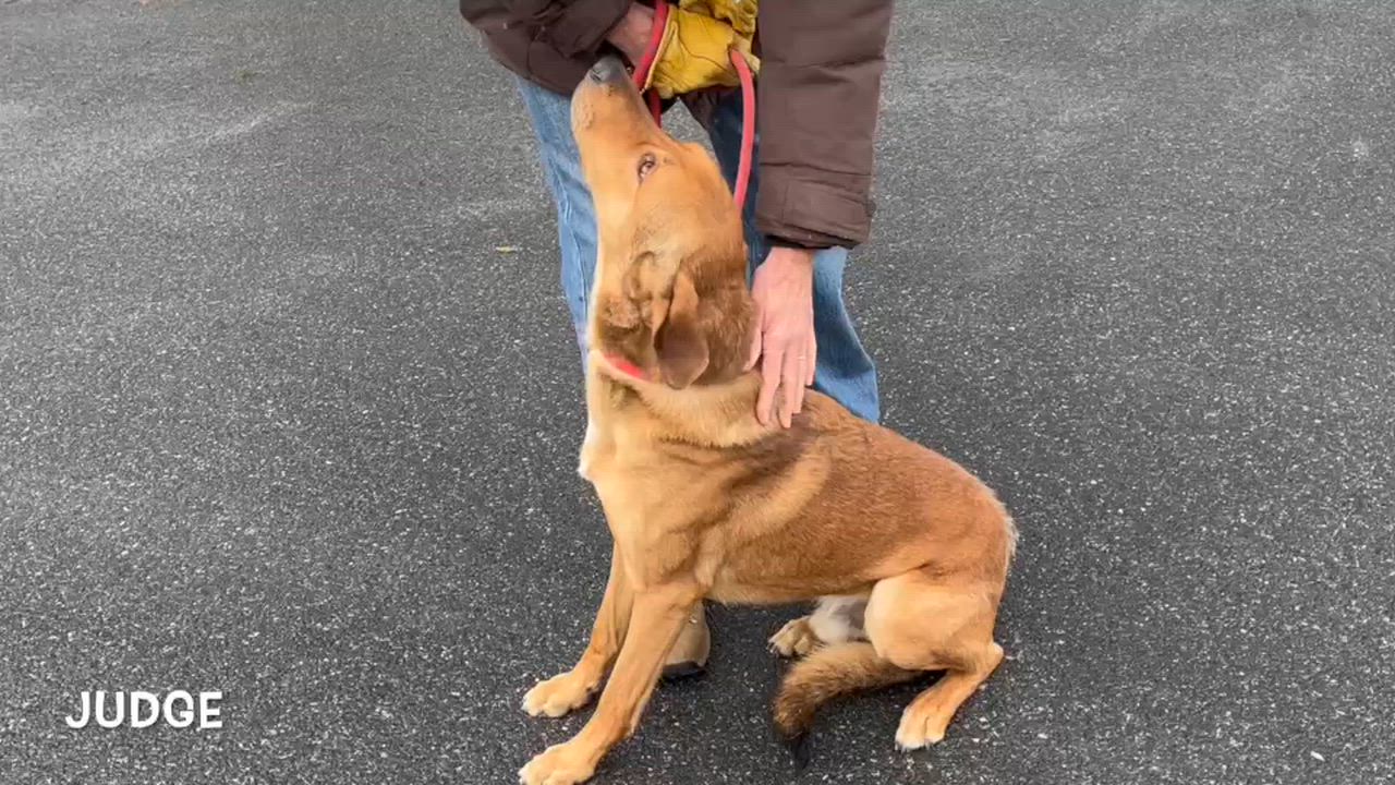 Enlarge Judge, a ADOPTABLE mixed breed in Lexington, VA video 3/3