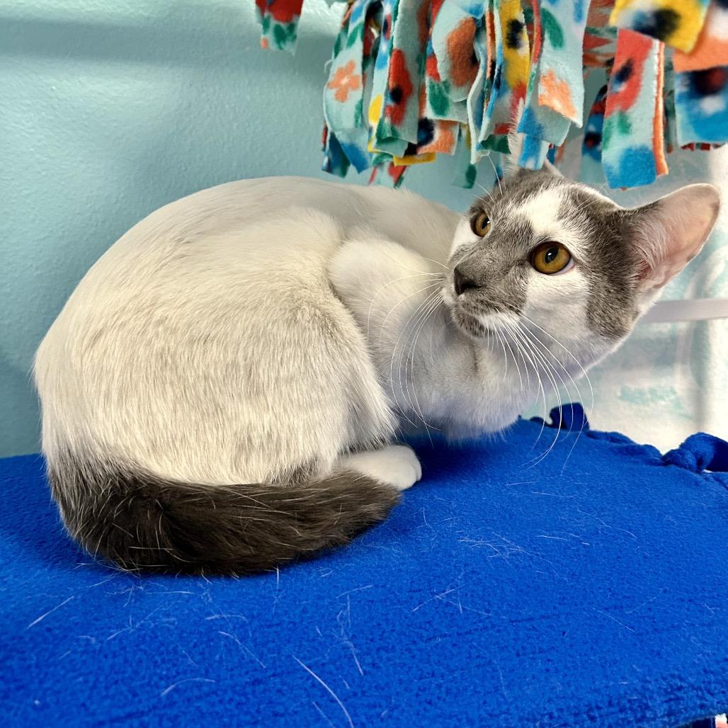 Enlarge Crinkle, a Adoptable Domestic Short Hair in Henderson, NV image 1/3