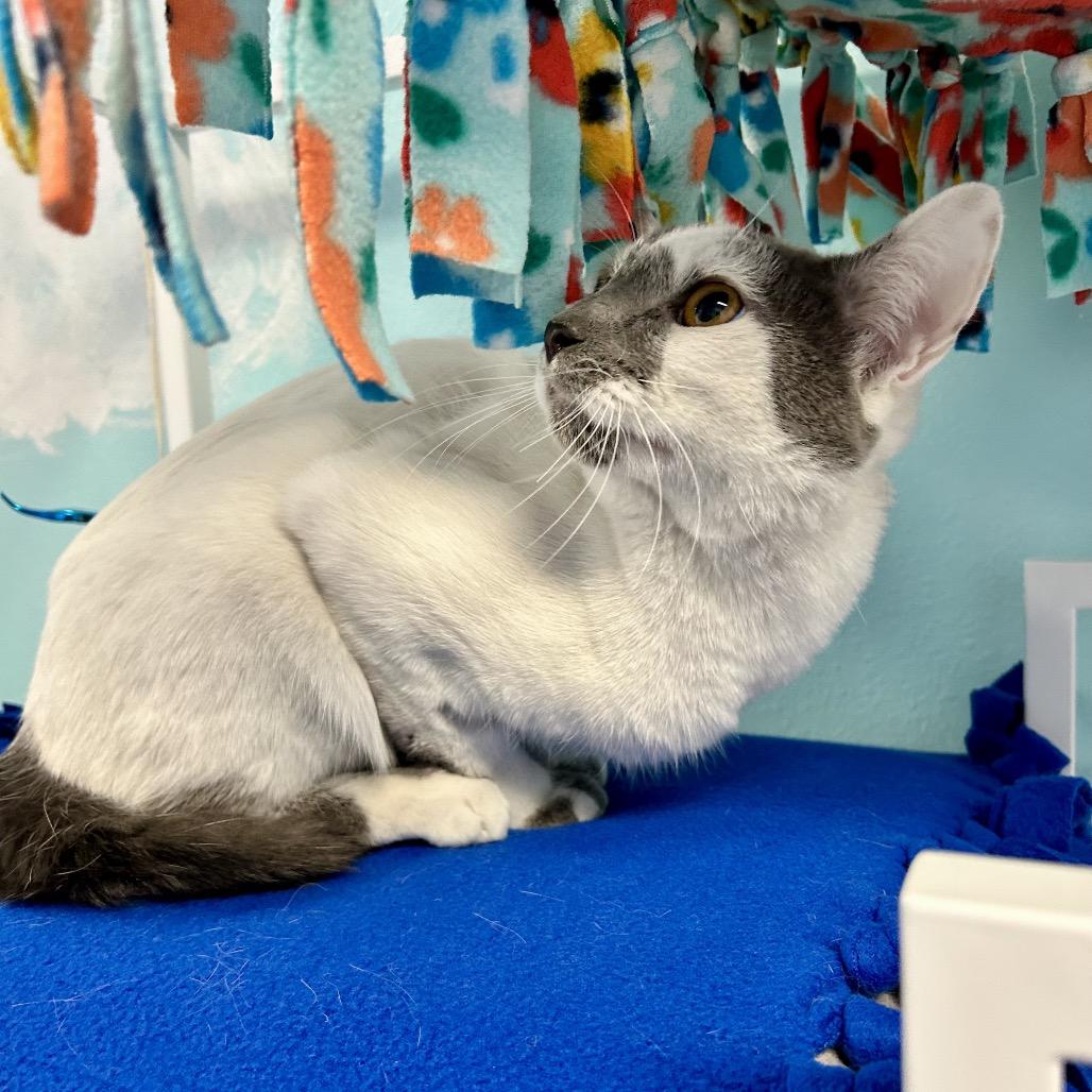 Enlarge Crinkle, a Adoptable Domestic Short Hair in Henderson, NV image 2/3