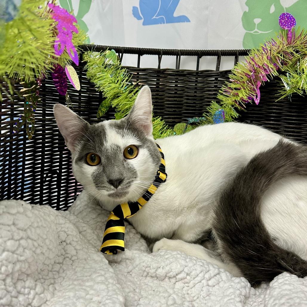 Enlarge Crinkle, a Adoptable Domestic Short Hair in Henderson, NV image 3/3