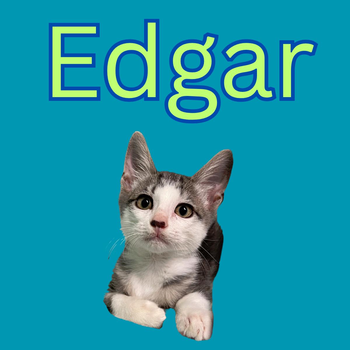 Edgar, an adoptable Domestic Short Hair in South Padre Island, TX, 78597 | Photo Image 1