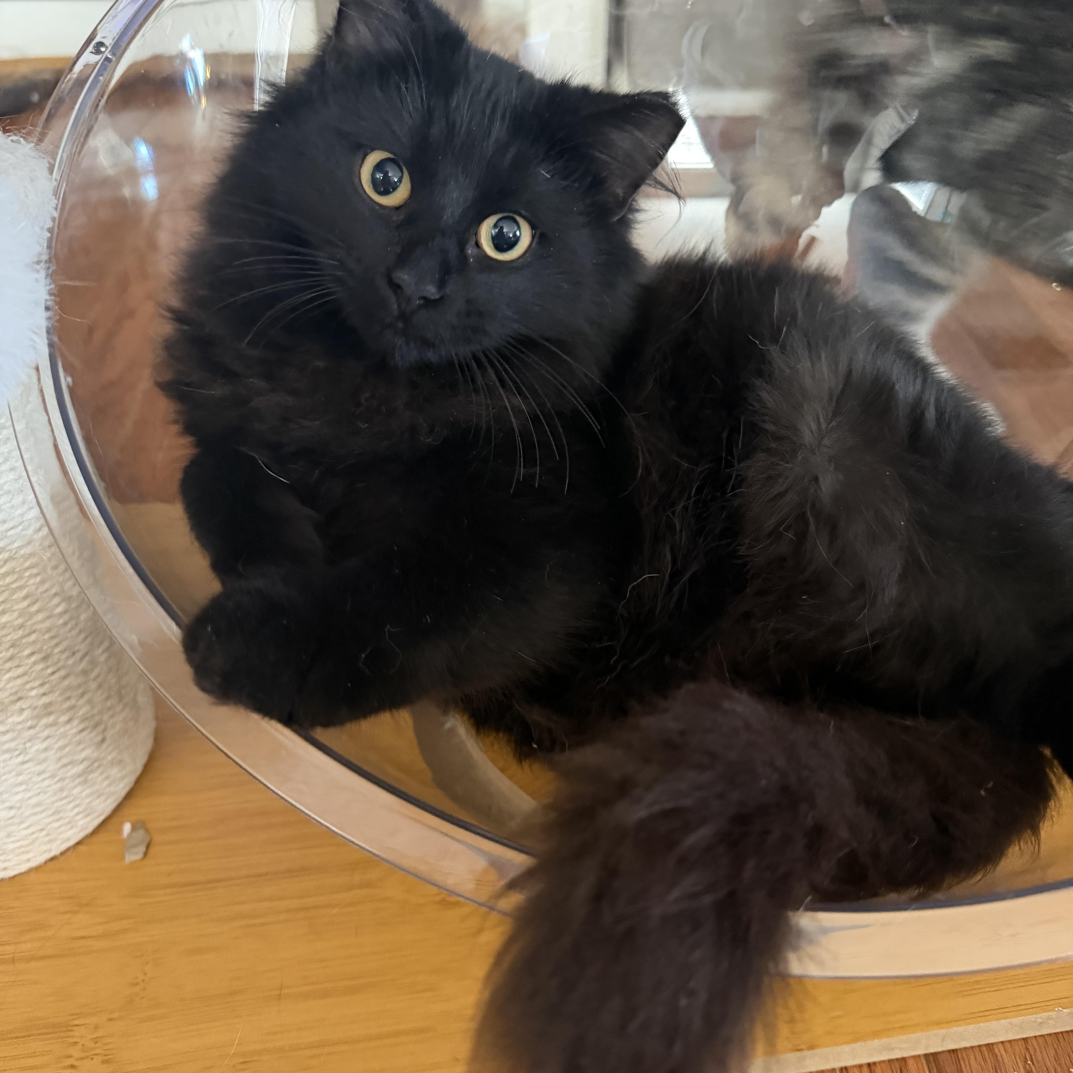 Shadow, ADOPTABLE, Kitten Male Domestic Long Hair.