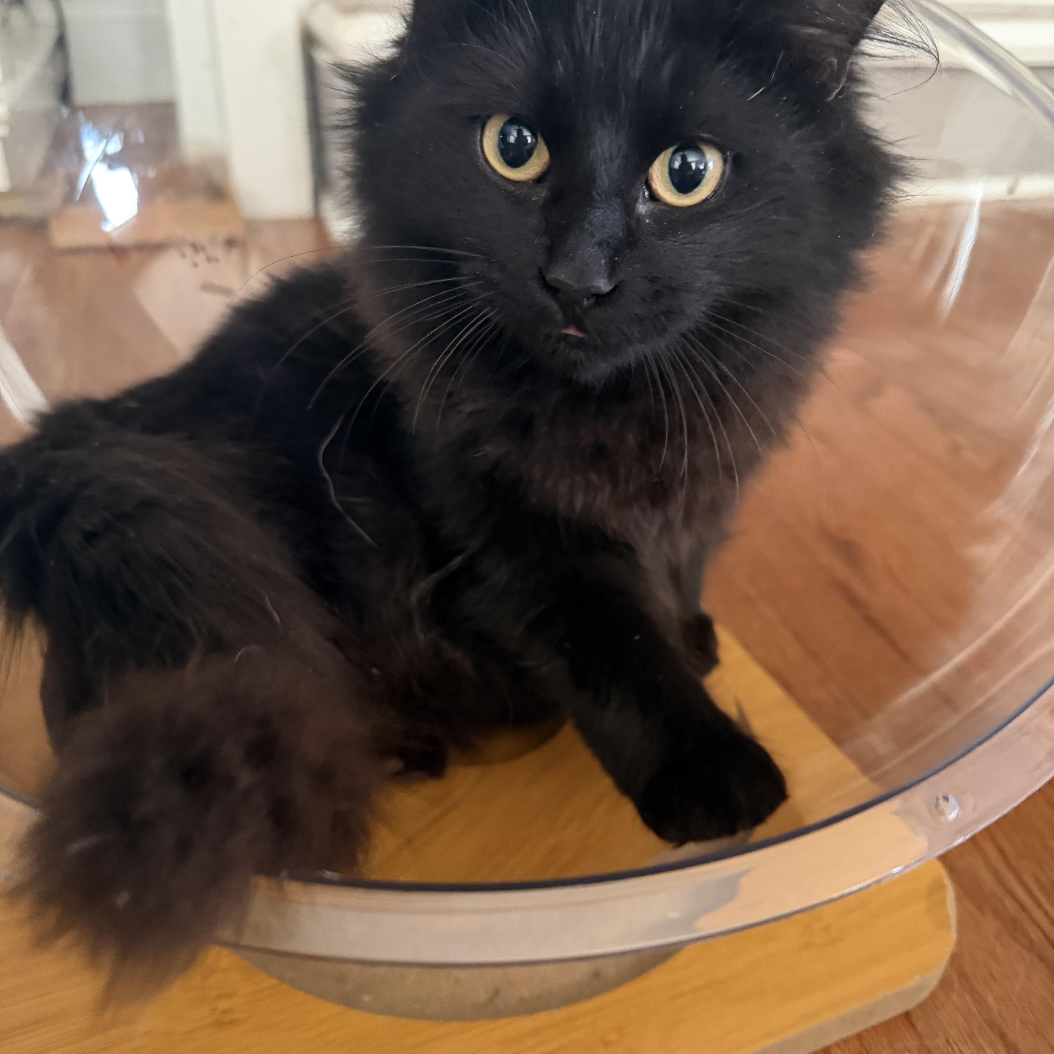 Shadow, an adoption pending Domestic Long Hair in Seneca, SC image 2/4