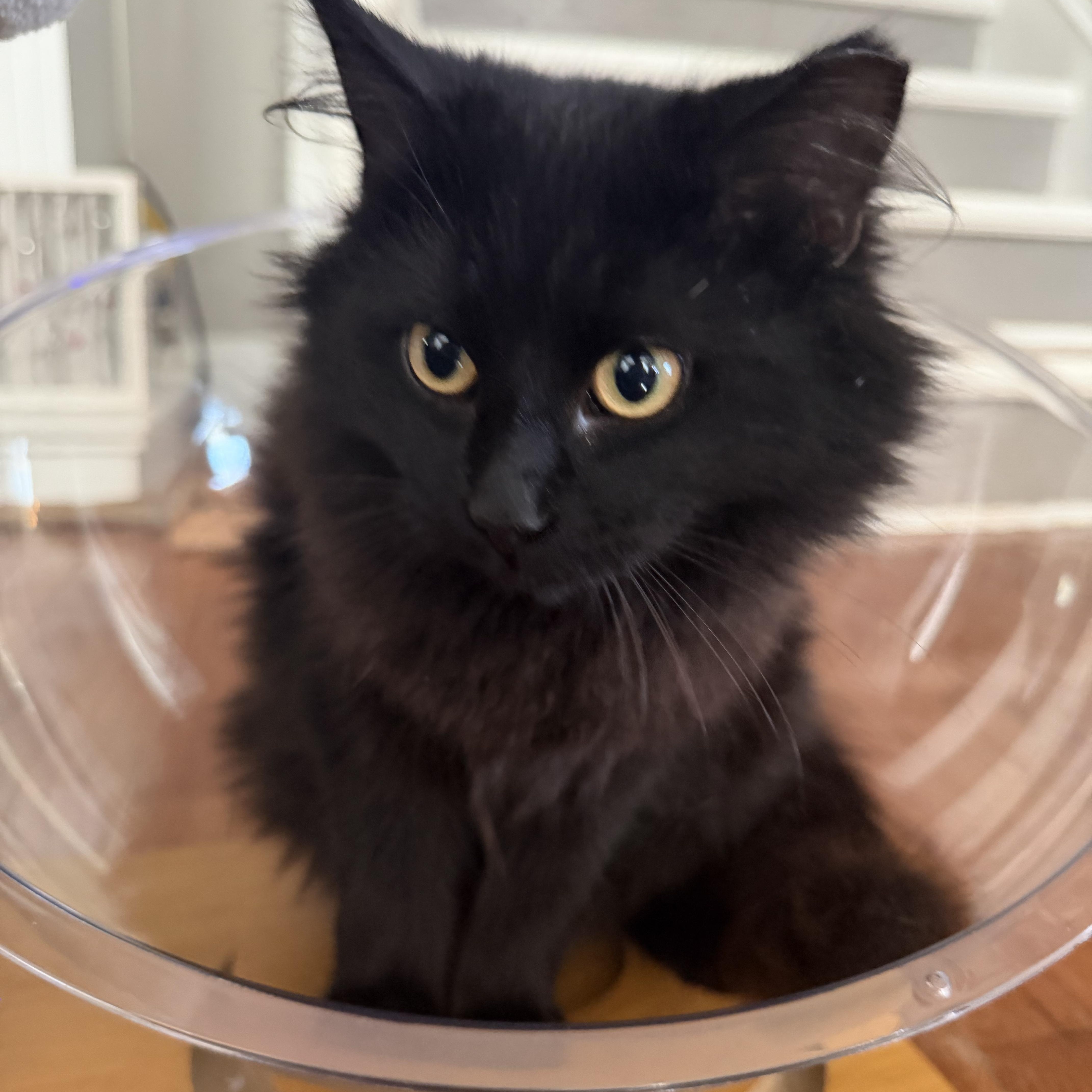 Shadow, an adoption pending Domestic Long Hair in Seneca, SC image 3/4