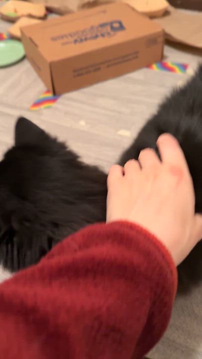 Enlarge Shadow, an adoption pending Domestic Long Hair in Seneca, SC video 4/4