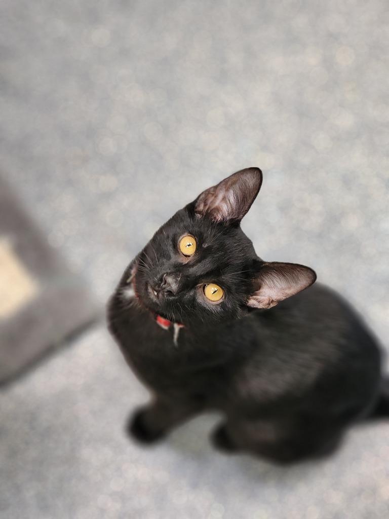 Wilder, Adoptable, Young Male Domestic Short Hair.