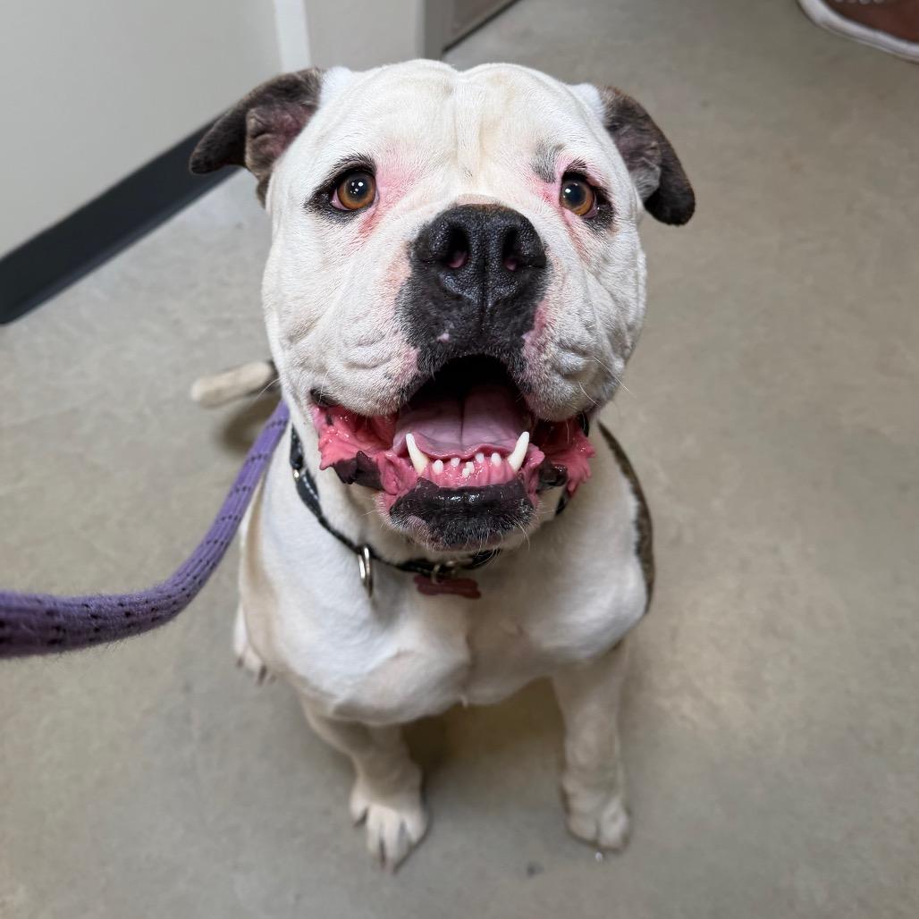Tank, a Adoptable English Bulldog in Cody, WY image 1/3