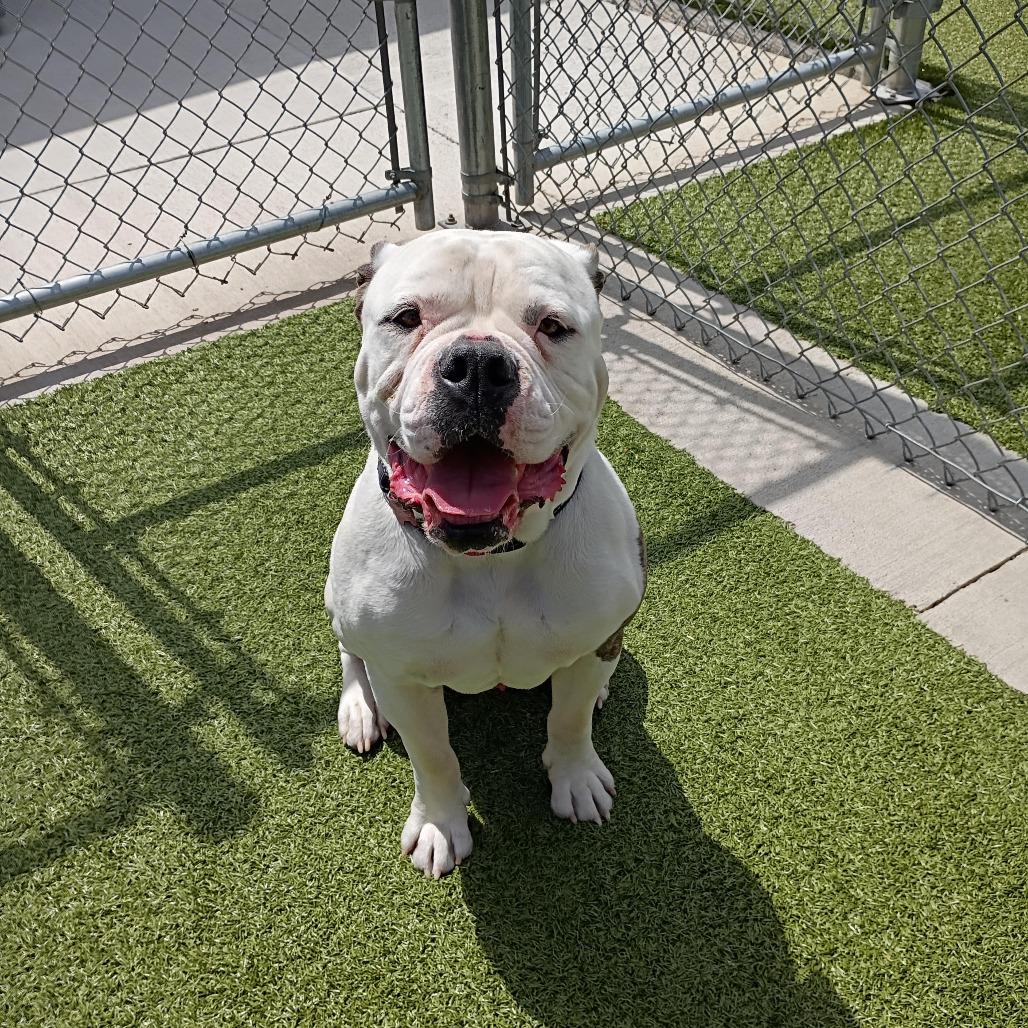 Tank, a Adoptable English Bulldog in Cody, WY image 2/3