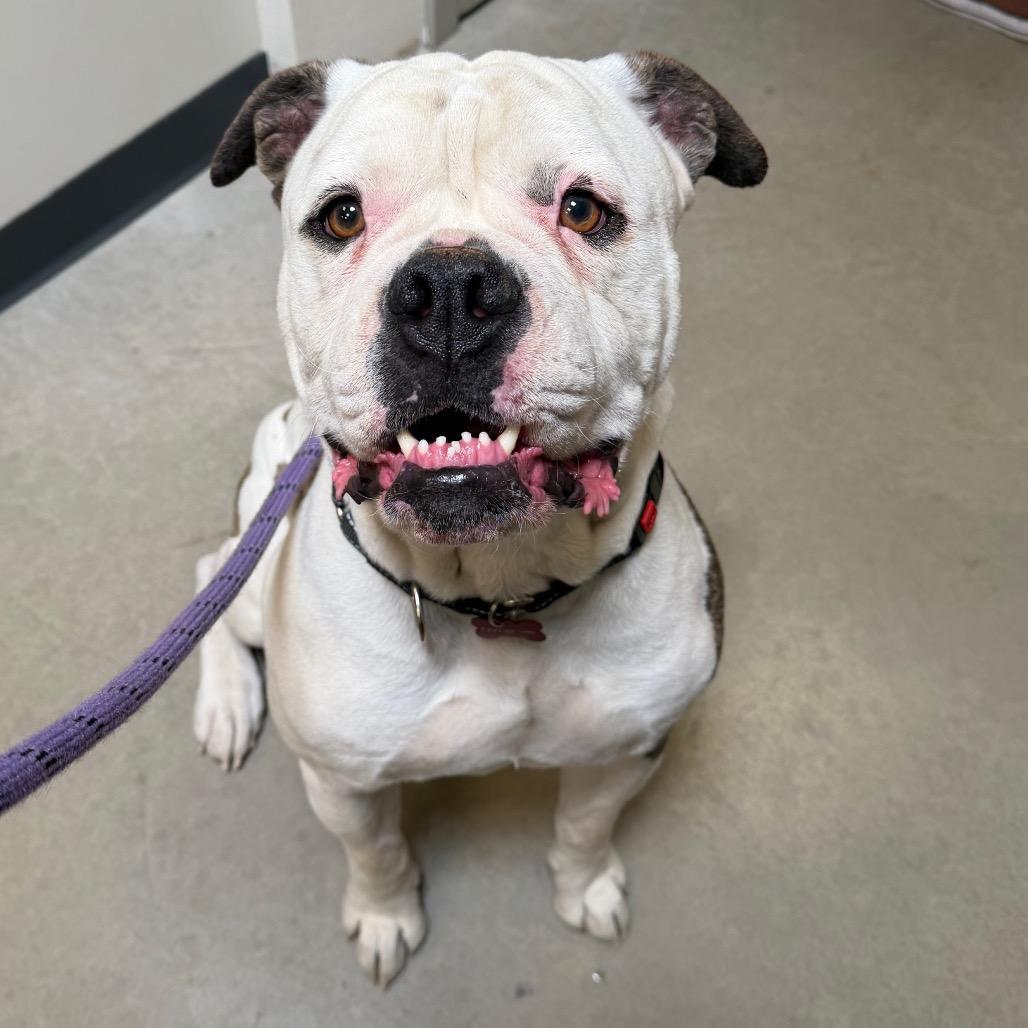 Tank, a Adoptable English Bulldog in Cody, WY image 3/3