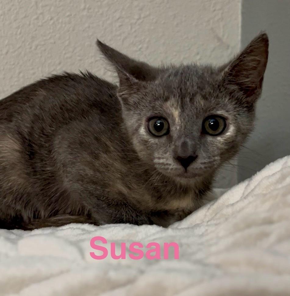 Enlarge Susan, a Adoptable Domestic Short Hair in Fern Park, FL image 1/1