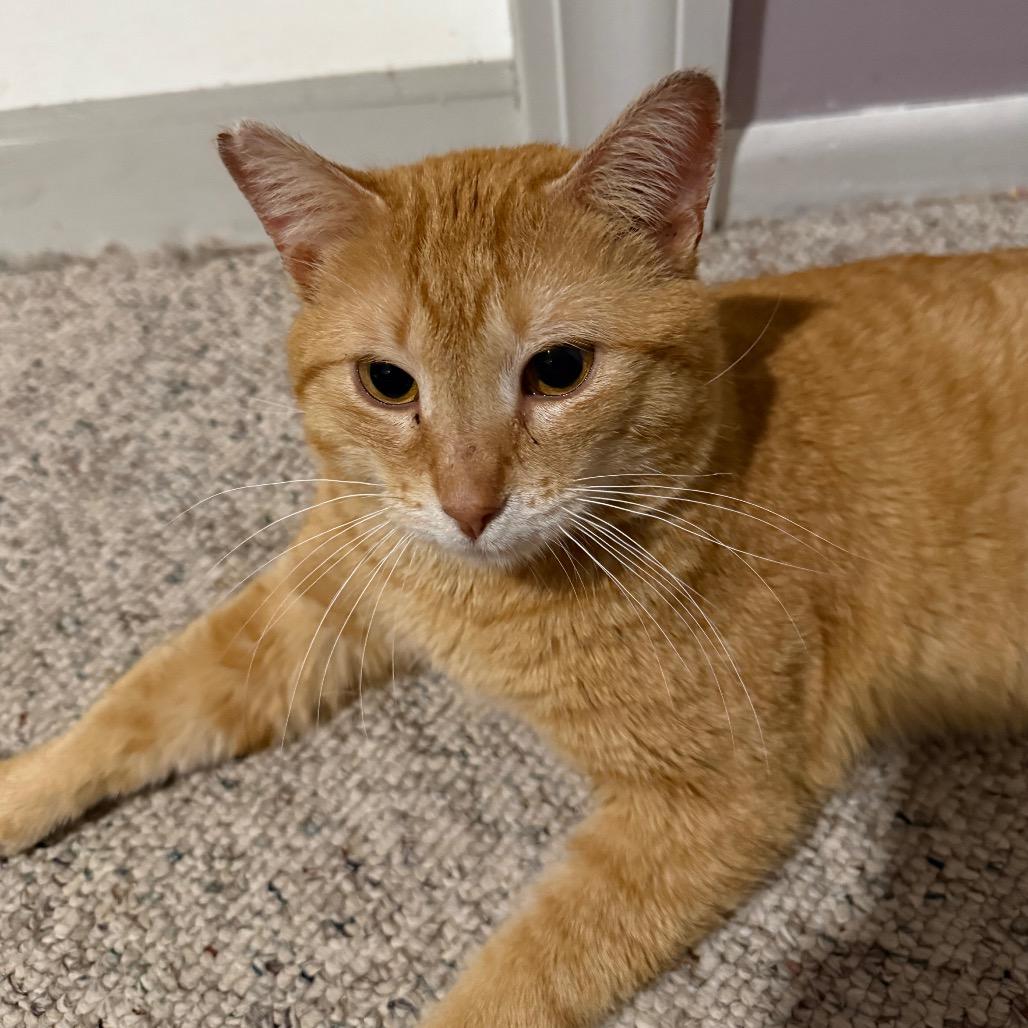 Enlarge (Sir) Percy, a Adoptable Domestic Short Hair in Orono, MN image 2/6
