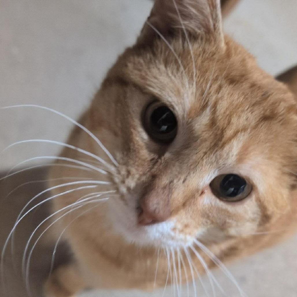Enlarge (Sir) Percy, a Adoptable Domestic Short Hair in Orono, MN image 3/6