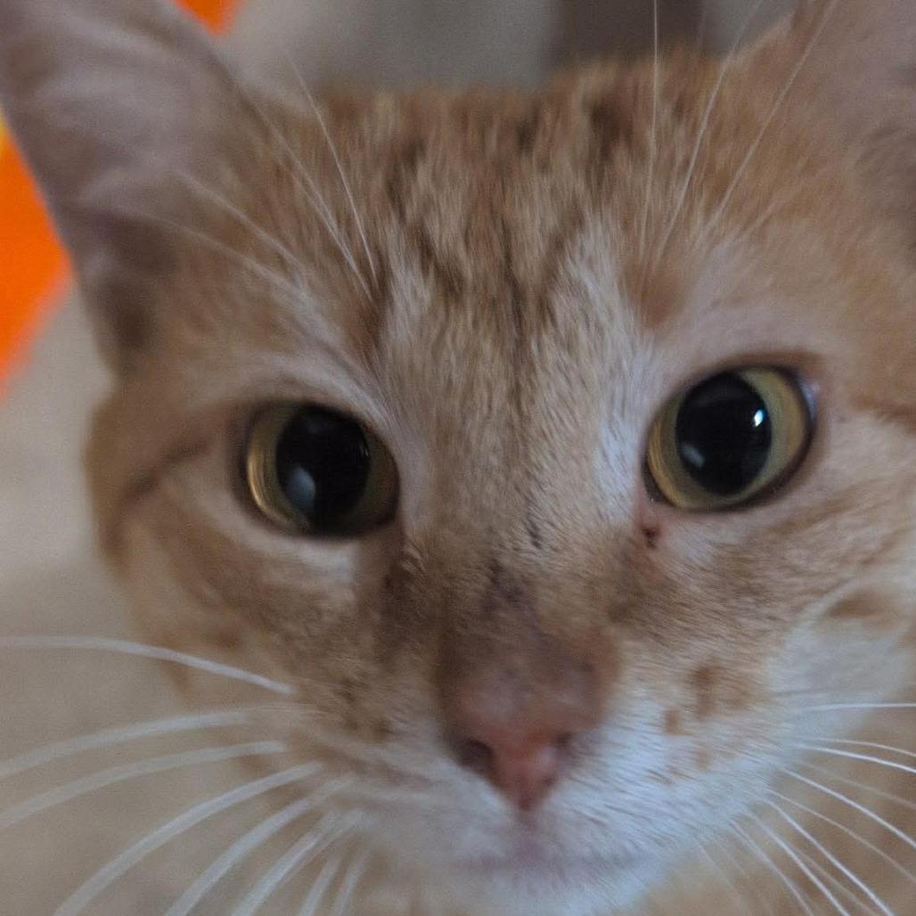 Enlarge (Sir) Percy, a Adoptable Domestic Short Hair in Orono, MN image 4/6