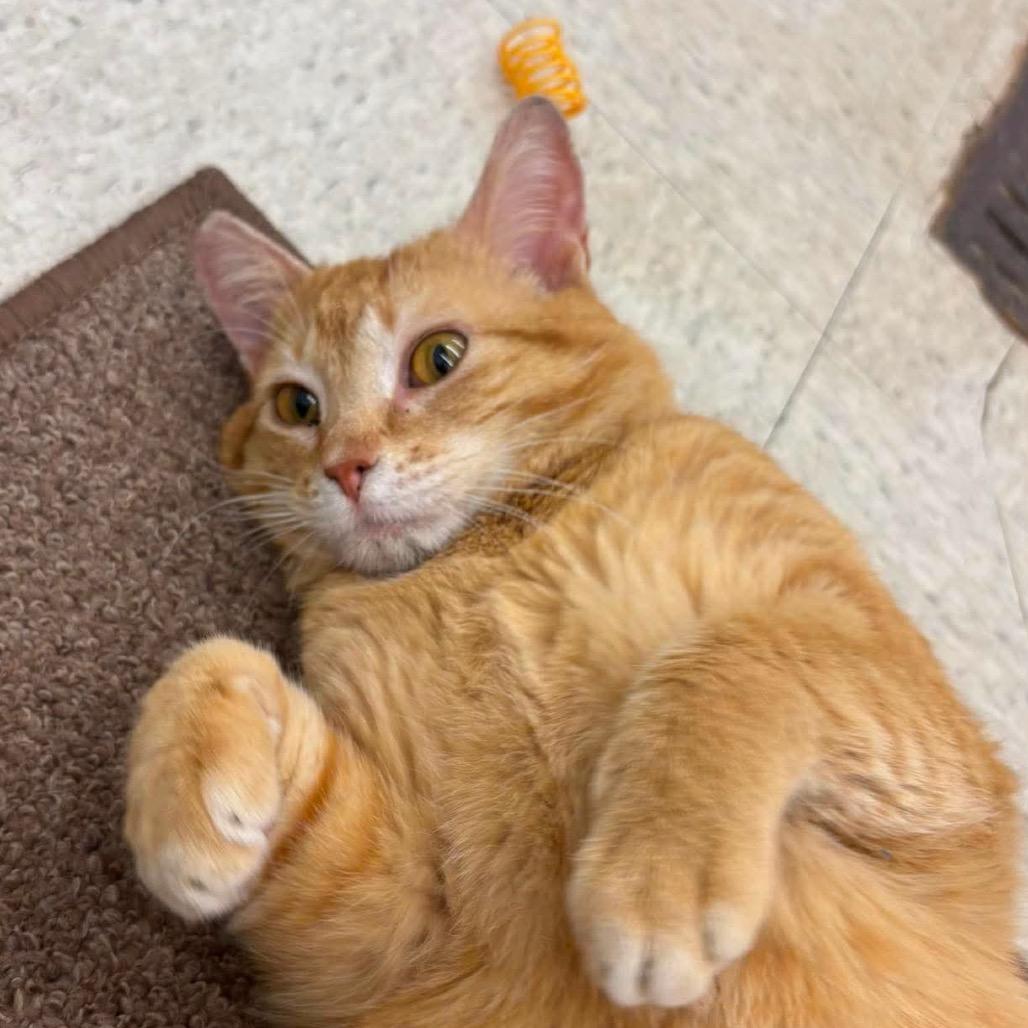 Enlarge (Sir) Percy, a Adoptable Domestic Short Hair in Orono, MN image 5/6