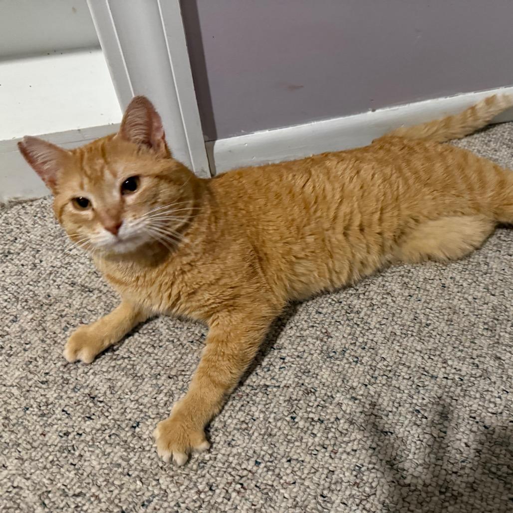 Enlarge (Sir) Percy, a Adoptable Domestic Short Hair in Orono, MN image 6/6