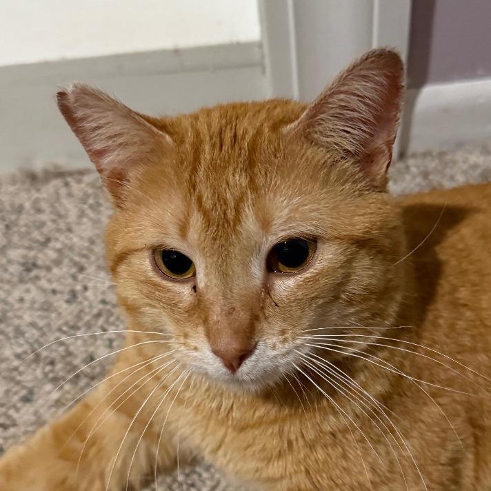 (Sir) Percy, a Adoptable Domestic Short Hair in Orono, MN image 6/6