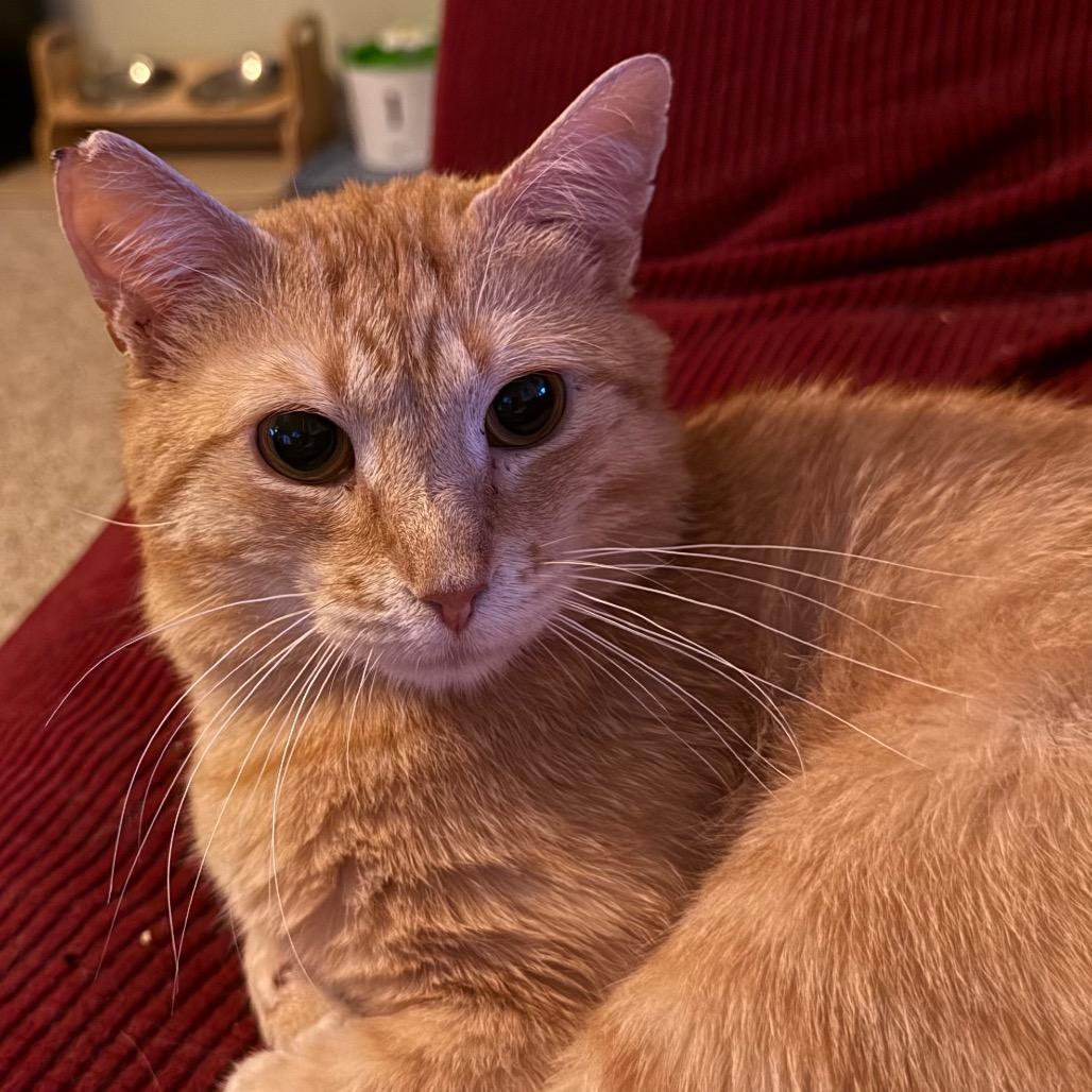(Sir) Percy, Adoptable, Young Male Domestic Short Hair.