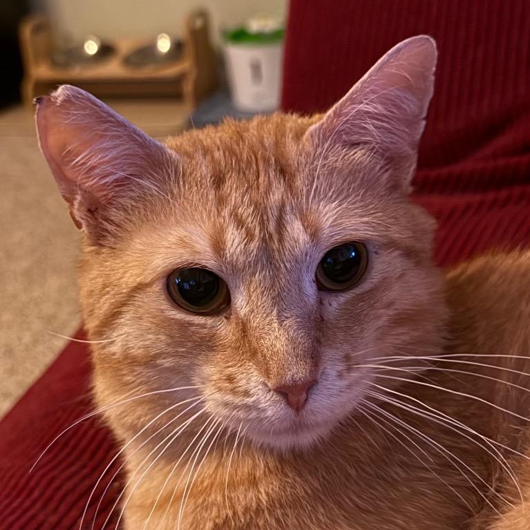 (Sir) Percy, a Adoptable Domestic Short Hair in Orono, MN image 1/6