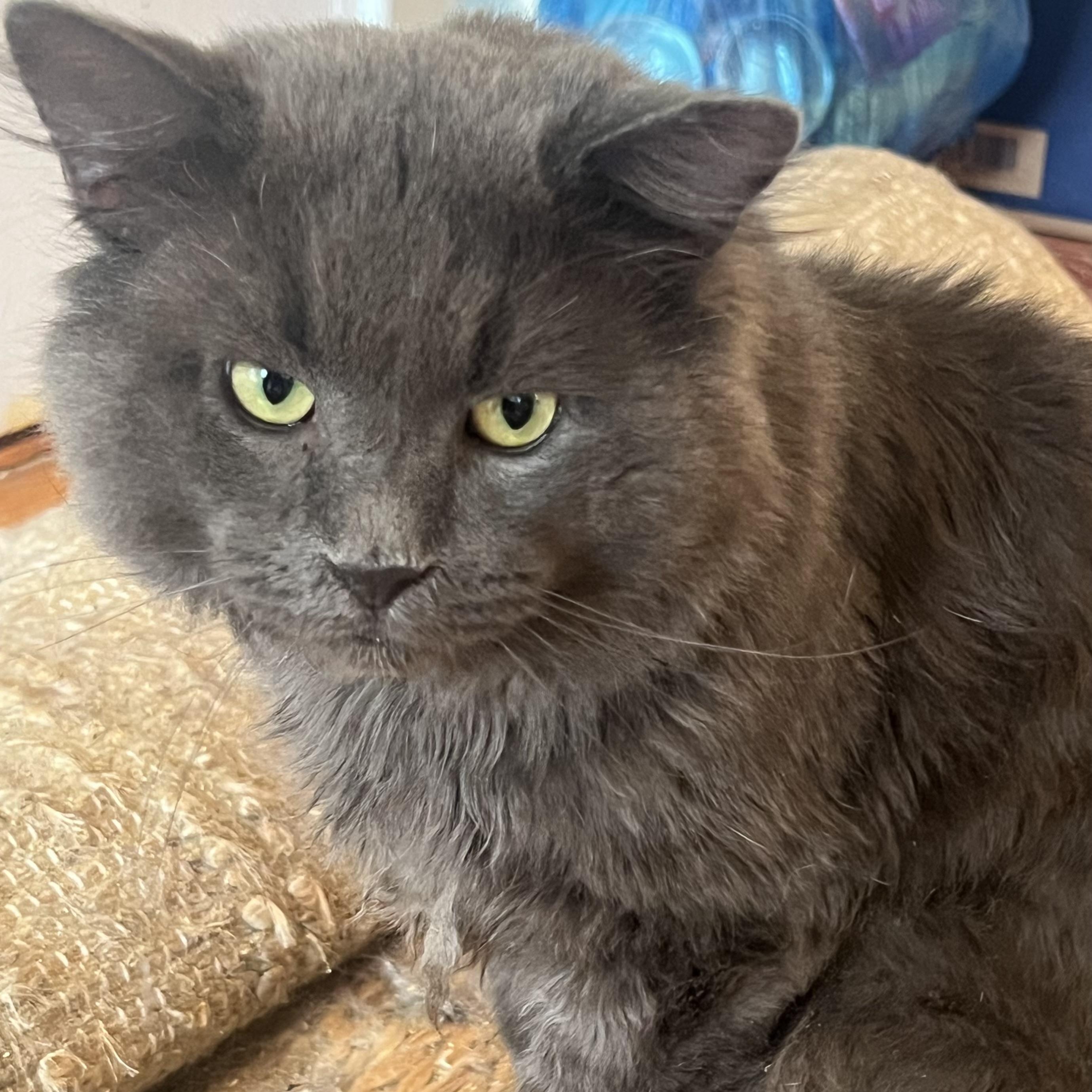 Zuco - Part wolf, all floof