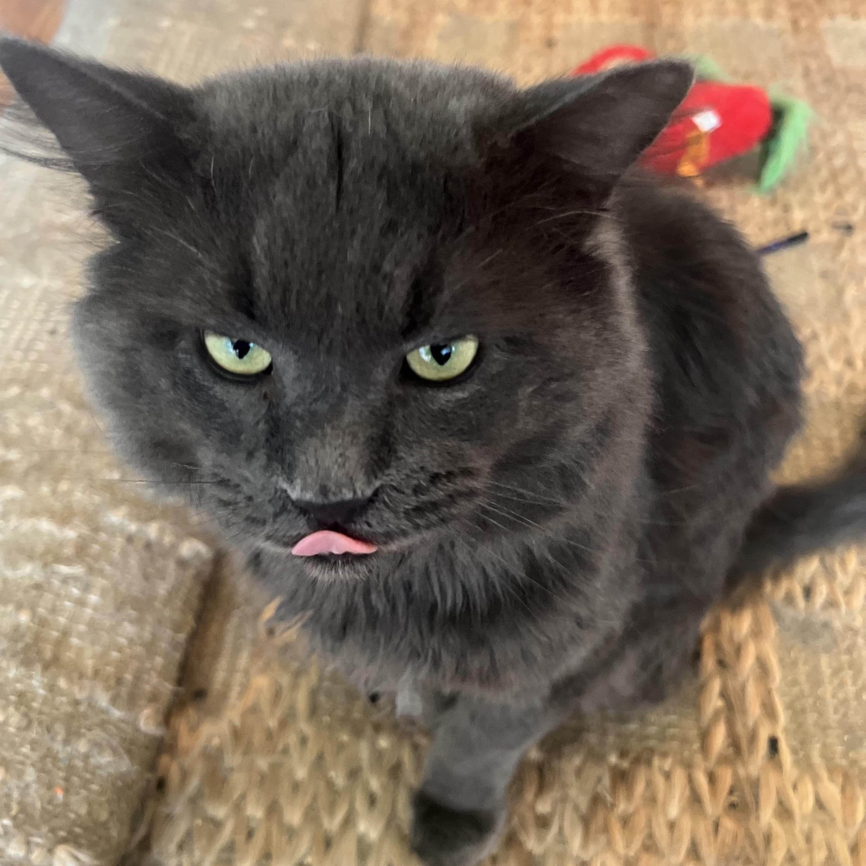 Zuco - Part wolf, all floof