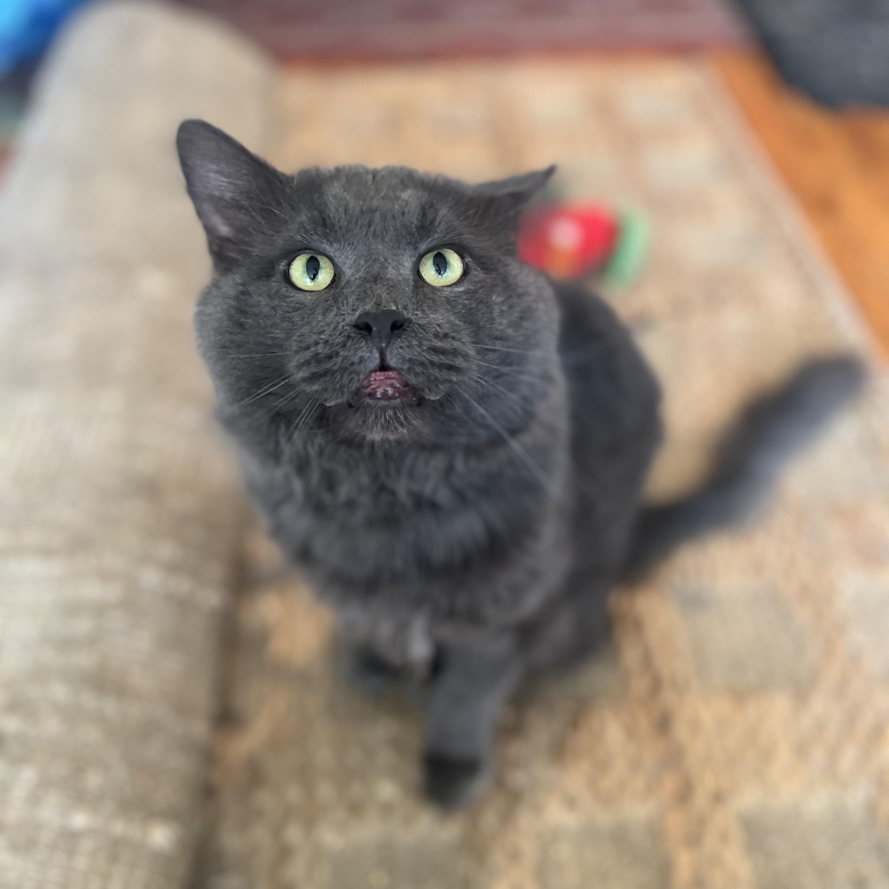 Zuco - Part wolf, all floof