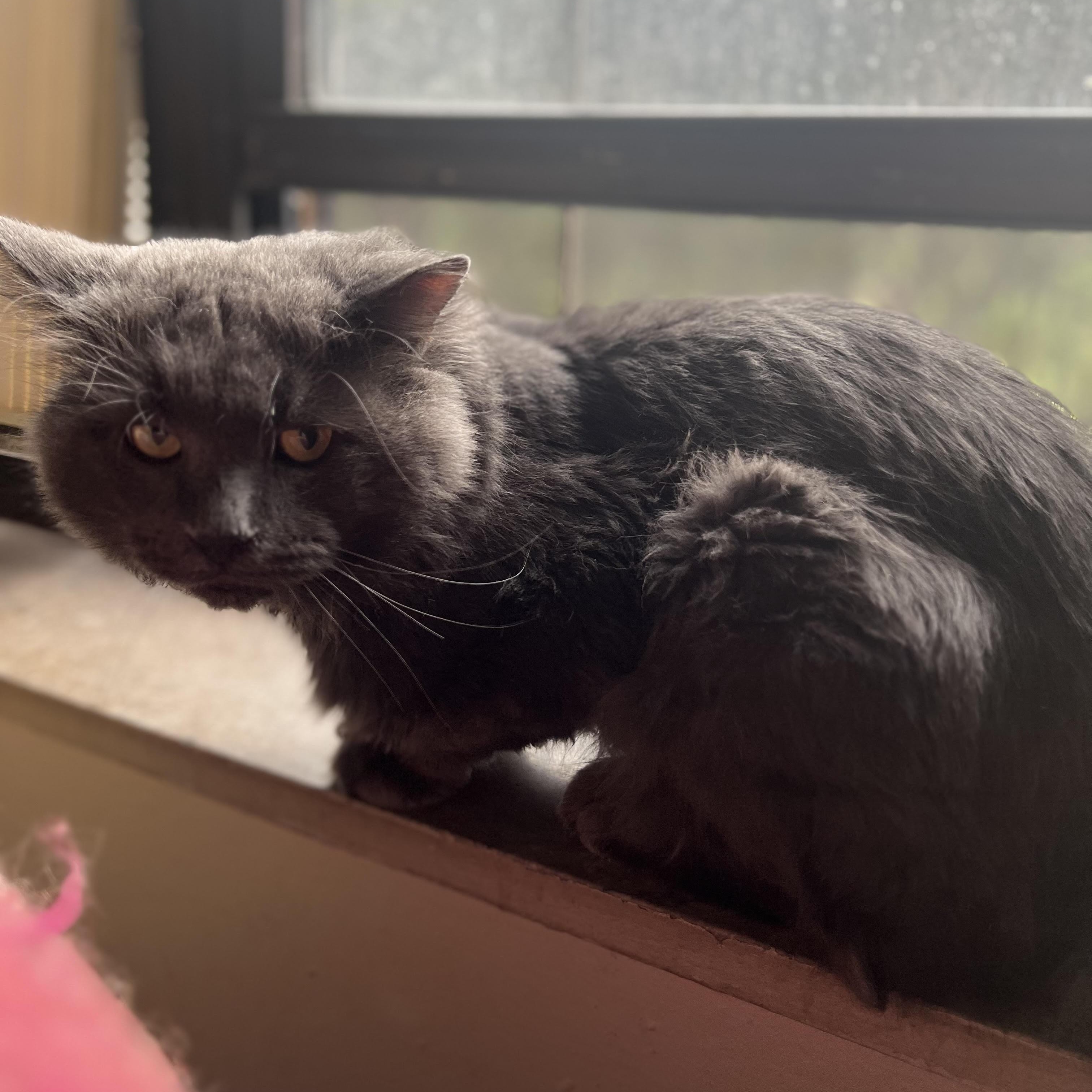 Zuco - Part wolf, all floof