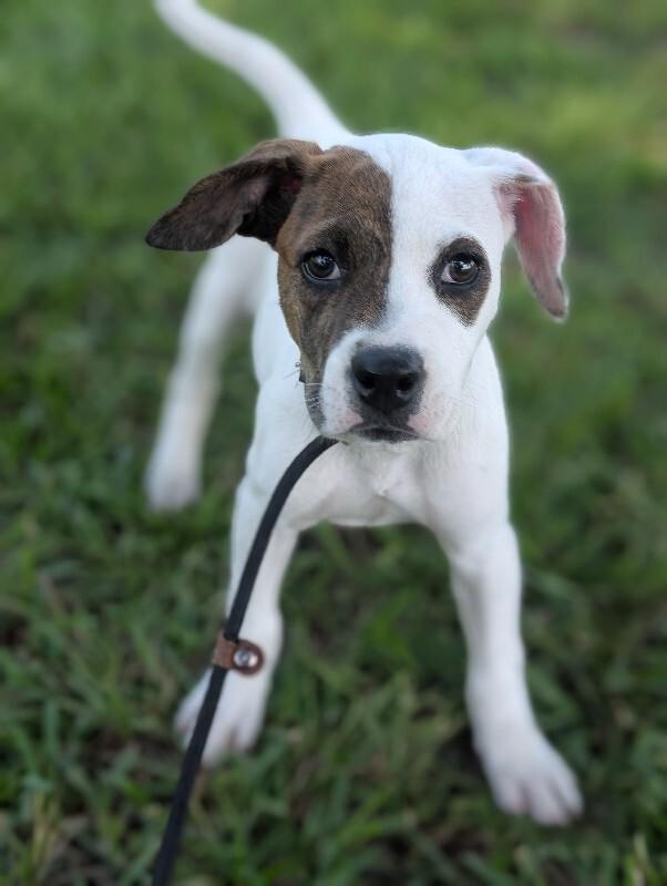 Elizabeth Taylor, Adoptable, Puppy Female Boxer & Mixed Breed.