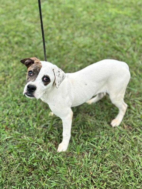 Enlarge Elizabeth Taylor, a Adoptable mixed breed in Berkeley Heights, NJ image 2/6