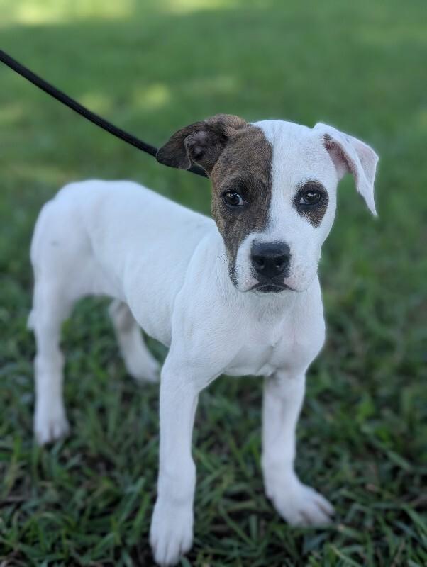 Enlarge Elizabeth Taylor, a Adoptable mixed breed in Berkeley Heights, NJ image 5/6