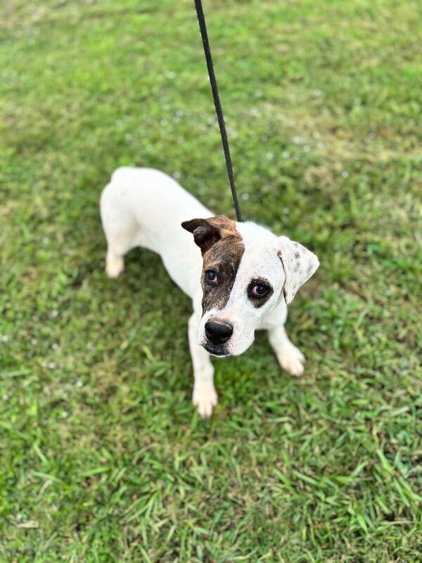 Enlarge Elizabeth Taylor, a Adoptable mixed breed in Berkeley Heights, NJ image 3/6
