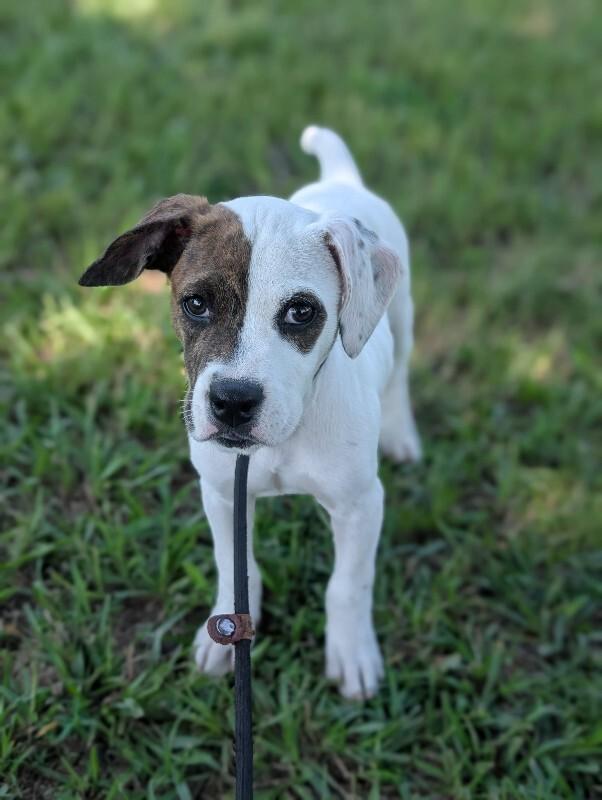 Enlarge Elizabeth Taylor, a Adoptable mixed breed in Berkeley Heights, NJ image 6/6