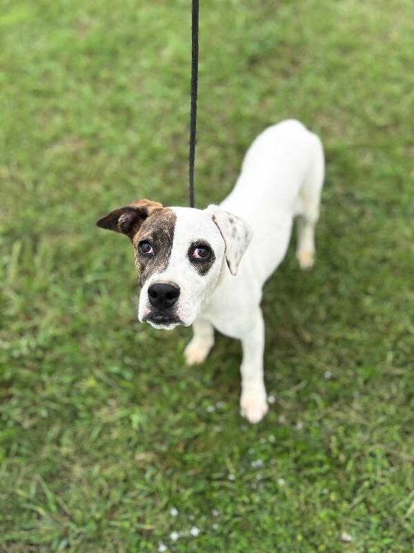 Enlarge Elizabeth Taylor, a Adoptable mixed breed in Berkeley Heights, NJ image 4/6