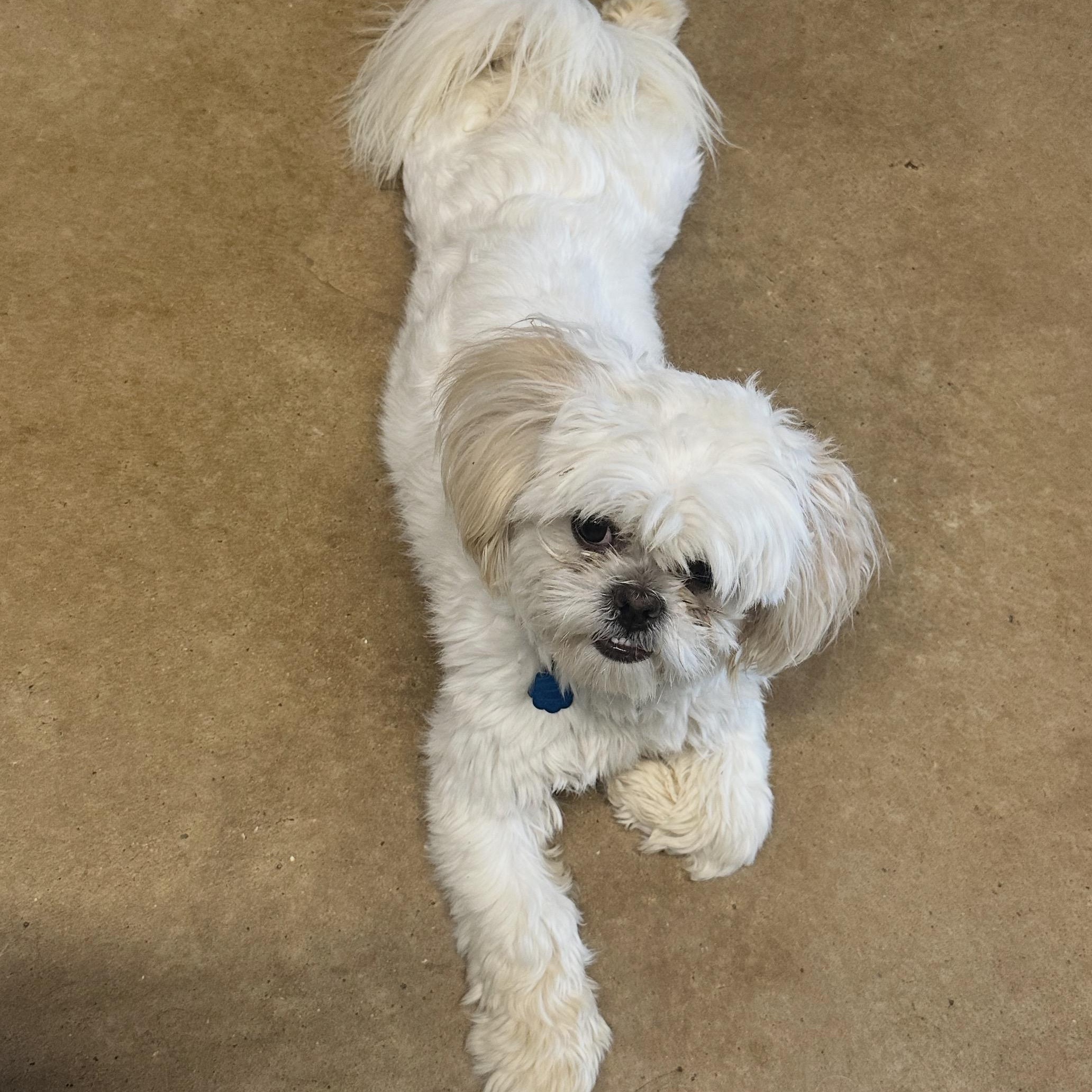 Enlarge Chloe, an adopted Shih Tzu in Granbury, TX image 4/4
