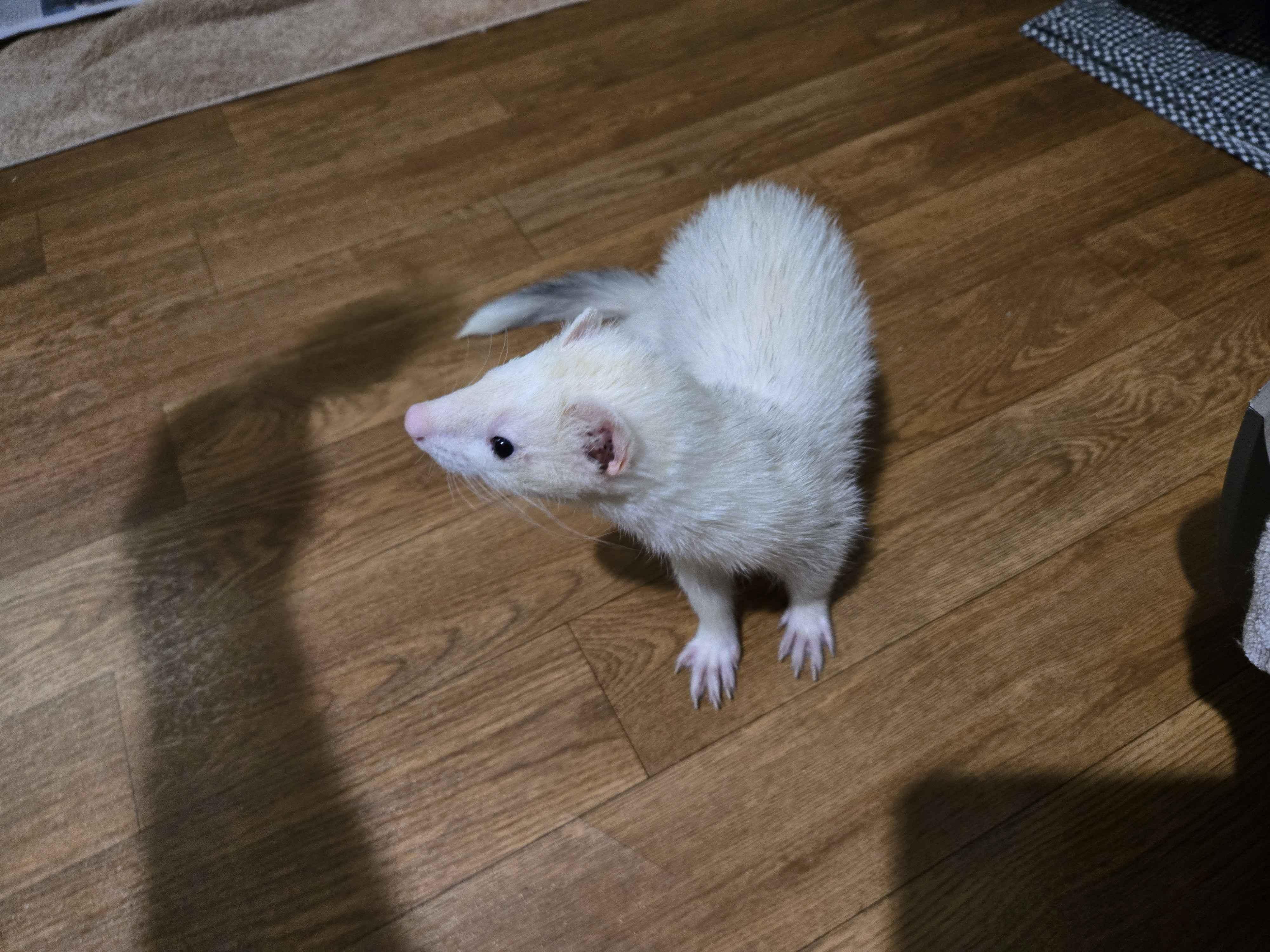 Enlarge Olaf, a ADOPTABLE Ferret in Acworth, GA image 2/2