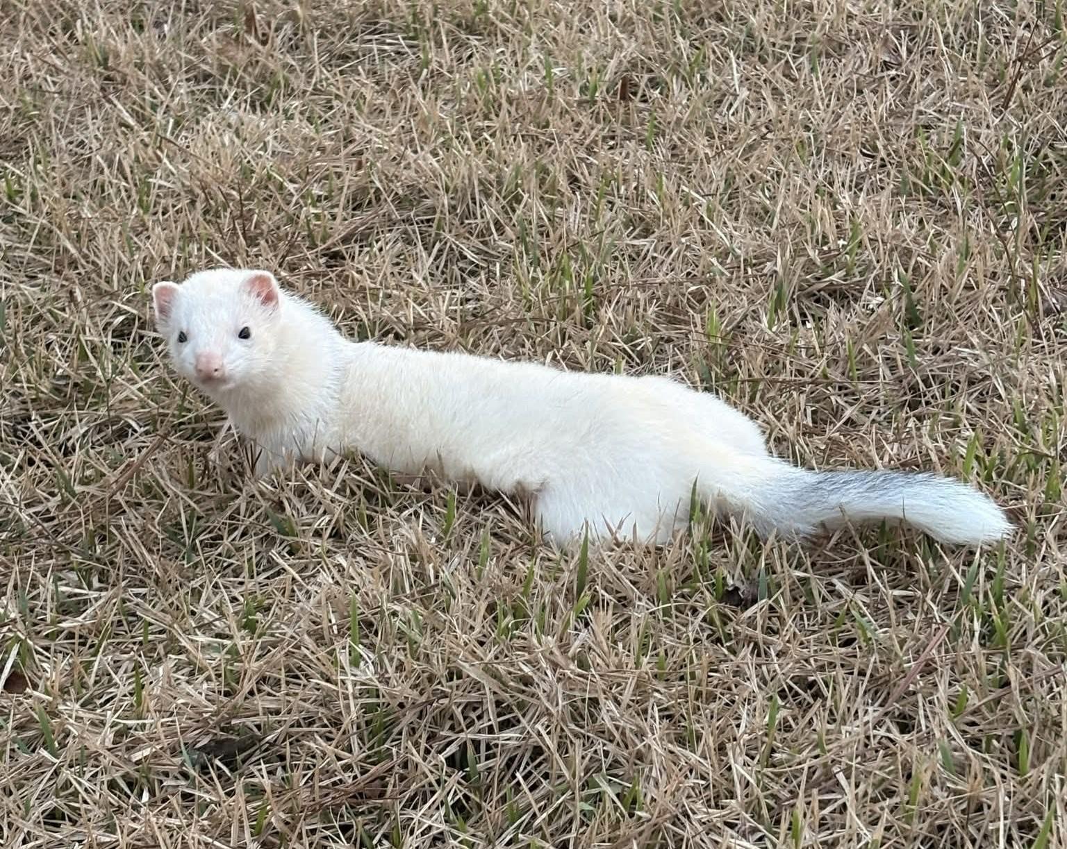 Enlarge Olaf, a ADOPTABLE Ferret in Acworth, GA image 1/2
