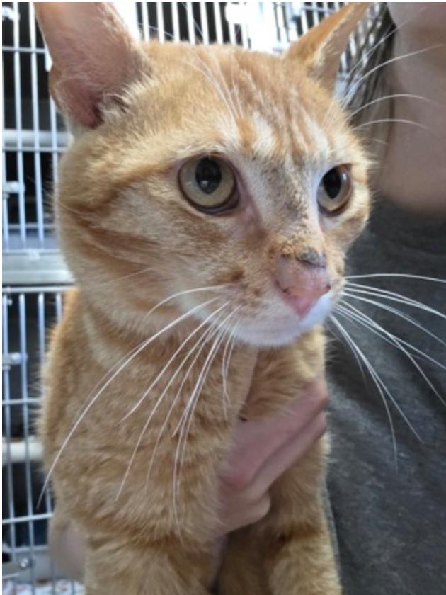 Nappy, ADOPTABLE, Adult Male Domestic Short Hair.