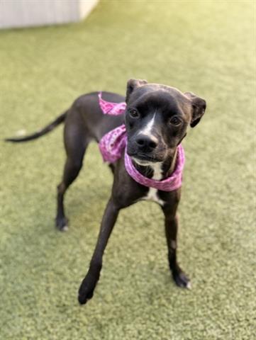 Enlarge CINNAMON, a Adoptable Terrier in San Martin, CA image 1/1
