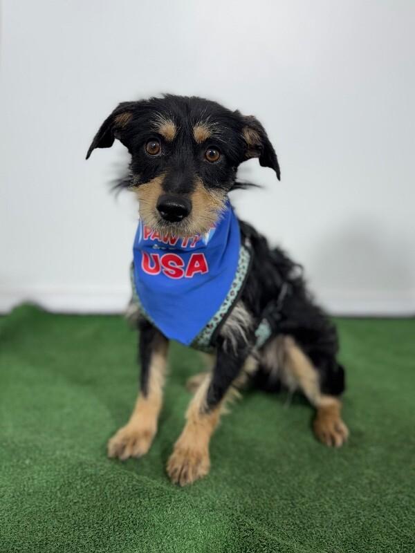 Teddy Bear-One of our Amazing Rescue Dogs photo