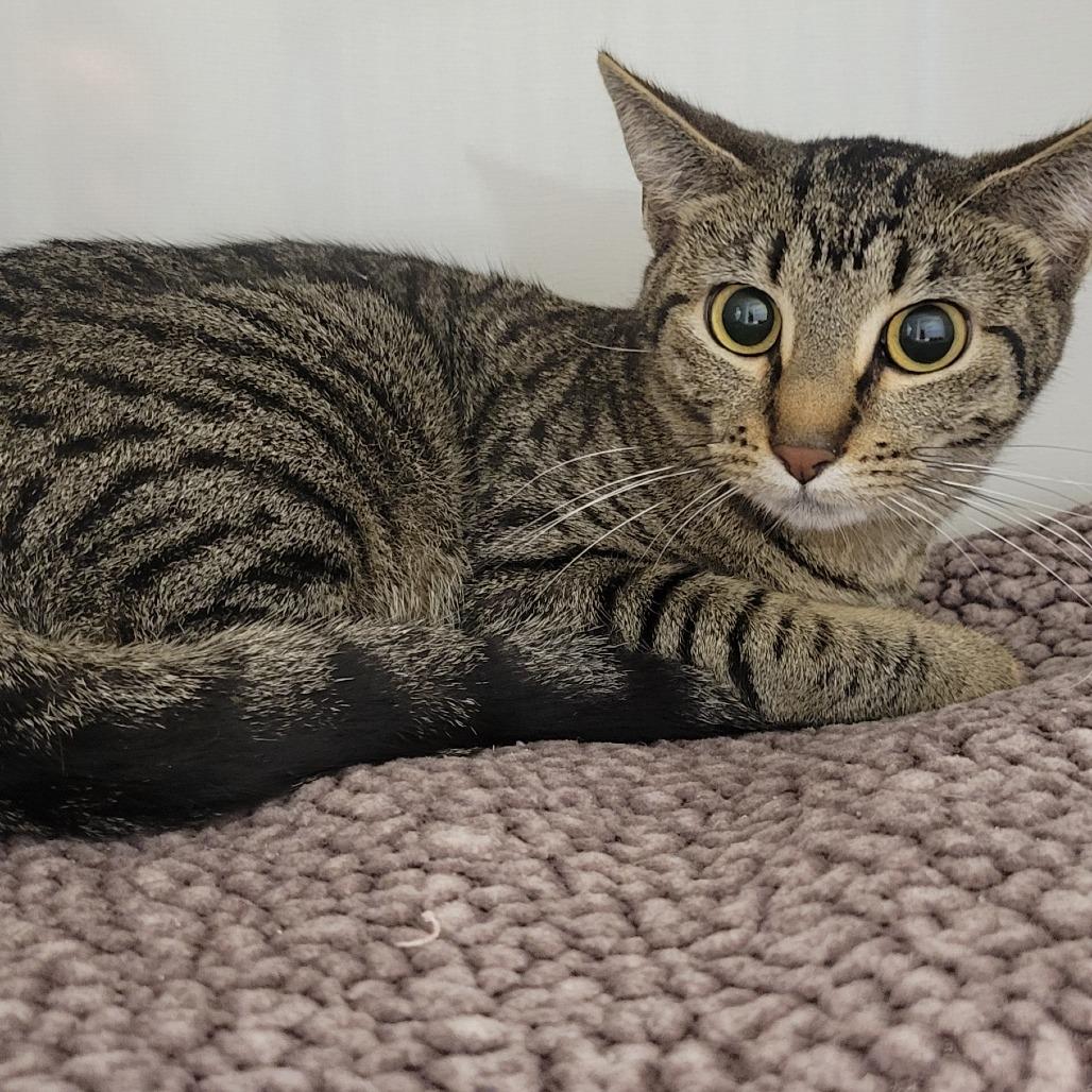 Nueva, Adoptable, Young Female Domestic Short Hair.